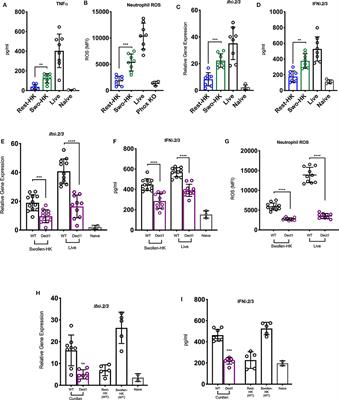 Dectin-1 Promotes Type I and III Interferon Expression to Support Optimal Antifungal Immunity in the Lung